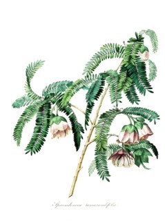 spaendonicea tamavandifolia