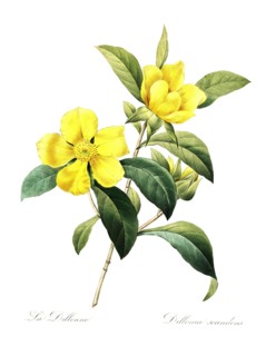Dillenia indica