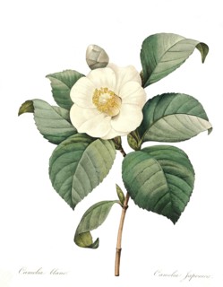 Camellia japonica