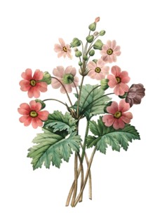 Primula sinensis
