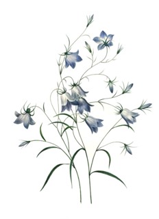 Campanula patula or spreading bellflower