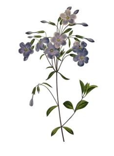 fall phlox