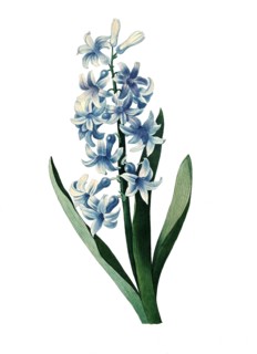 Hyacinthus orientalis