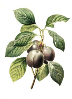 Prunus domestica