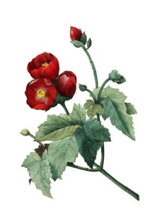 flowering mallow plant