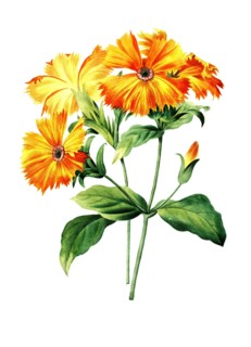 Silene