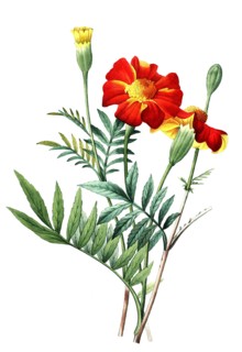 Tagetes is a genus of annual or perennial