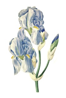 Iris pallida