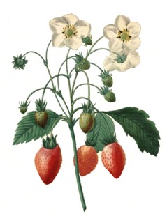 Strawberry