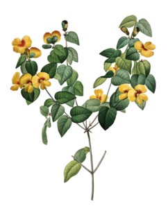 Platylobium is a genus of shrubs in the family Fabaceae