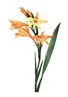 Gladiolus carneus is a plant species in the family Iridaceae