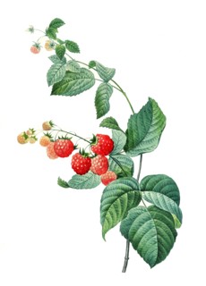 Rubus idaeus
