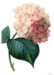 bigleaf hydrangea