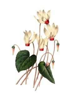 white Cyclamen