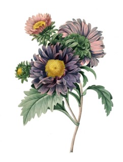 Symphyotrichum chilense (formerly Aster chilensis) is a species of flowering plant in the family Asteraceae known by the common names Pacific aster and common California aster