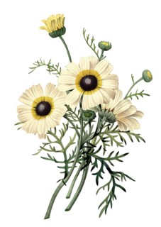 Ismelia carinata