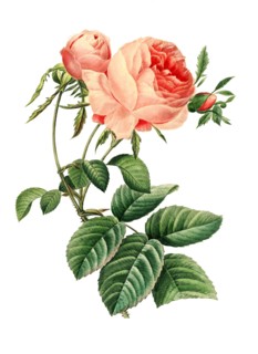 Rosa centifolia