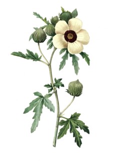 Hibiscus trionum