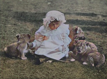 Little girl plays with three lion cubs