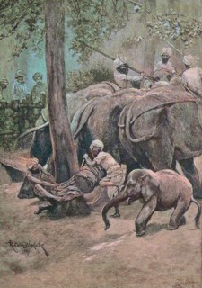Bonding of a captive elephant in India