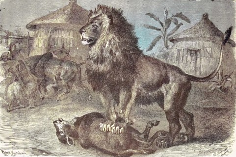 lion has torn a sheep