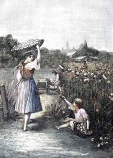 harvesting roses in bulgaria