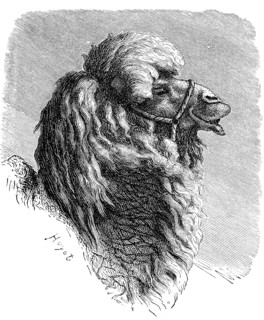 Bactrian camel (Camelus bactrianus)