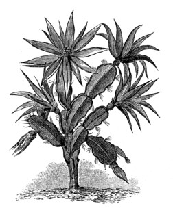 Cactus