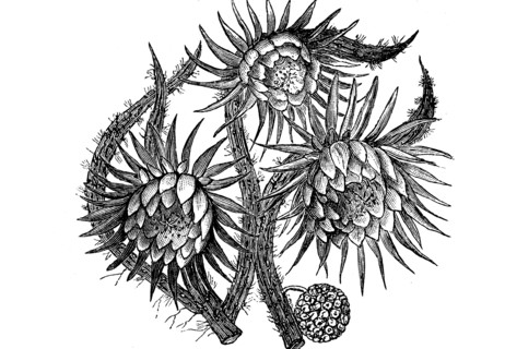 Cactus