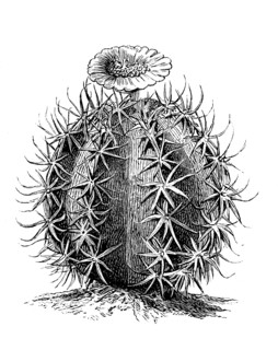 Cactus