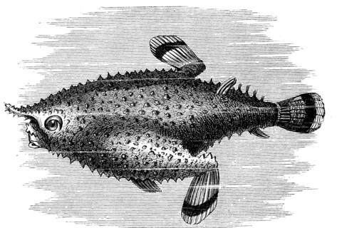 Platax pinnatus