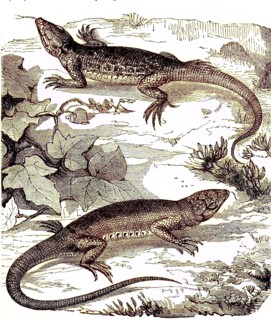 Green lizard