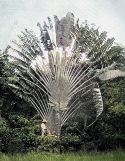 Ravenala madagascariensis