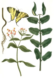 Apocynum venetum