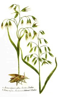 common oat