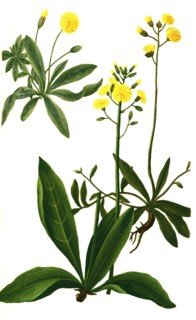 Pilosella officinarum