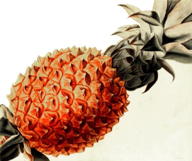 pineapple