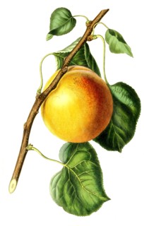 Apricot Royal
