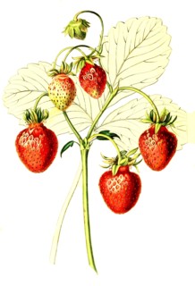 strawberry sweet cone