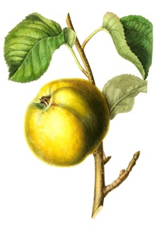 apple Arbroath Pippin
