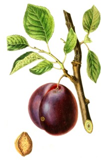 plum Mimms