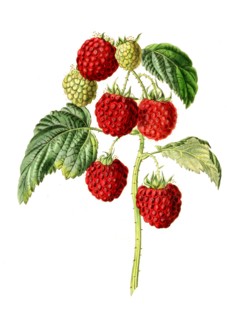 Raspberry Barnet