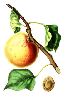 Apricot Hemskirke