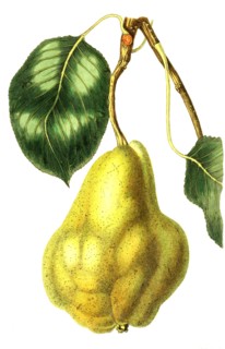 pear Sommer Christbirne