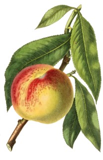 peach Malta