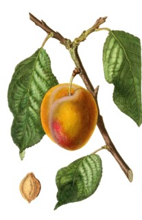 Plum washington