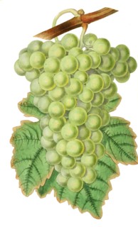 Grape common muscadine