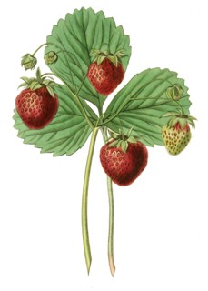 Strawberry Black Roseberry