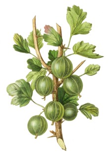 gooseberry early green hairy