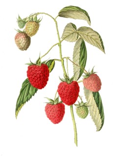 Raspberry Large red Antwerp